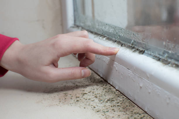 Best Crawl Space Mold Remediation  in Warrensburg, IL